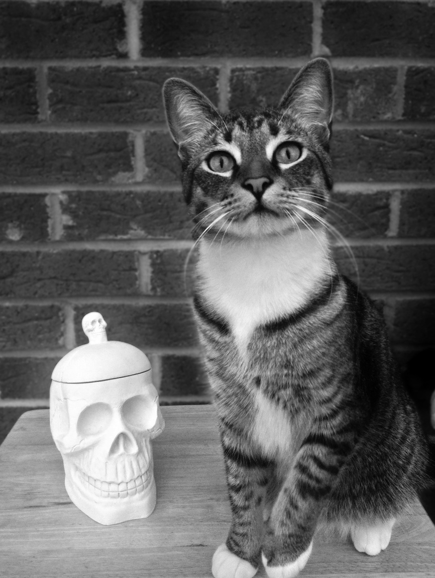 Skull jar & Halloween Cat, All hallows' eve | A Living Diary